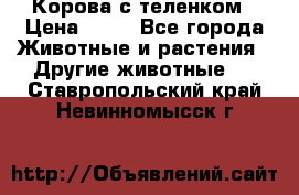 Корова с теленком › Цена ­ 69 - Все города Животные и растения » Другие животные   . Ставропольский край,Невинномысск г.